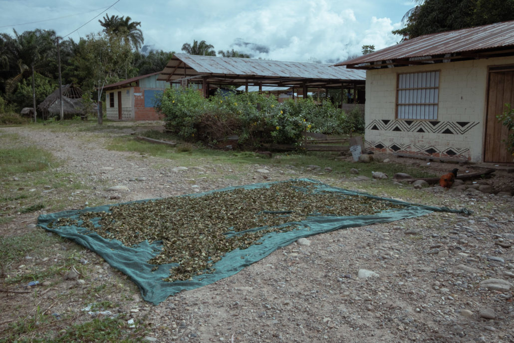 Dans le village de Yamino, région d'Ucayali, au Pérou, le 6 mai 2021. La production de feuilles de coca est issue d'une longue tradition autochtone. Avant l'apogée du trafic de drogue, sa consommation était associée aux rituels amérindiens, à la santé et au travail agricole.